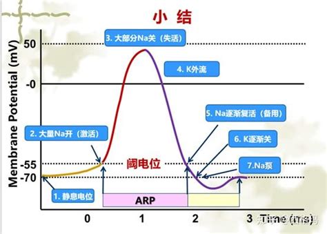 不應期|不应期 (性)